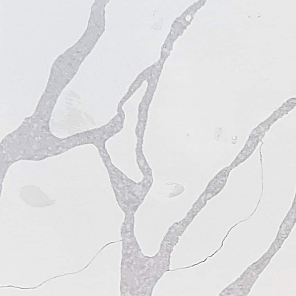 Statuary Simplex — full slab