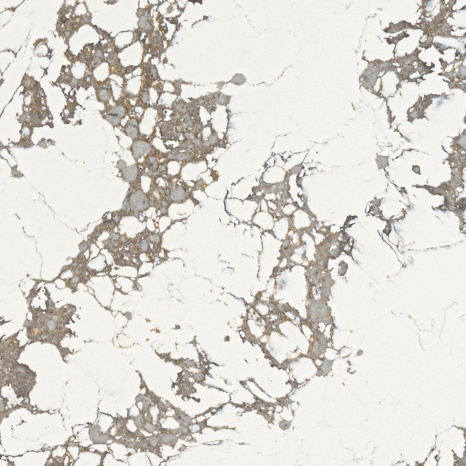 Arctic Arabescato — full slab
